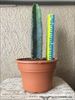 Gros cactus